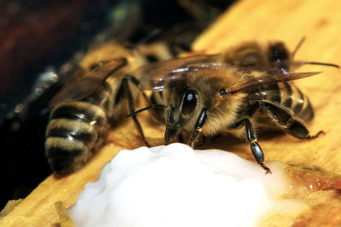 A-1 Loi sur les abeilles Quebec.ca